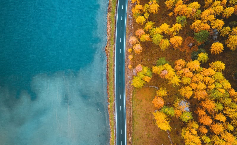 A road dividing water and a forest.