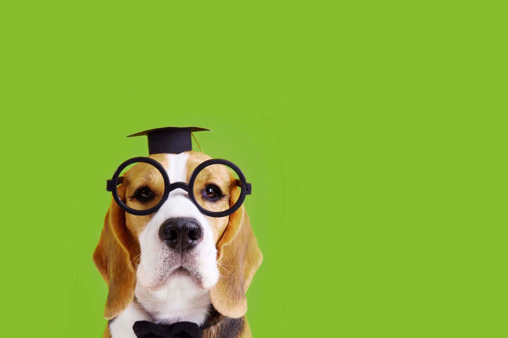Image of a basset hound with glasses and a mortar board against a green background 